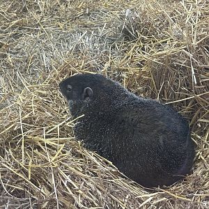 Mar. 2024- Groundhog