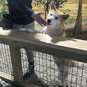 Mar. 2024- Dingo and handler