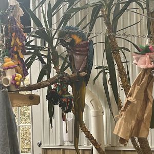 Mar. 2024- Blue-and-yellow macaw