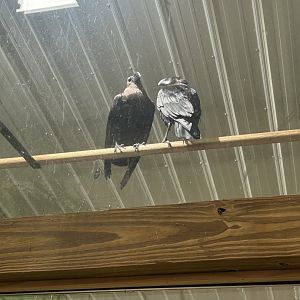 Mar. 2024- White-necked ravens