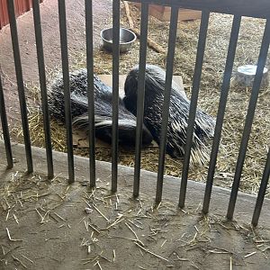 Mar. 2024- Cape porcupines