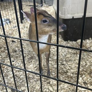 Mar. 2024- Reeves’s muntjac