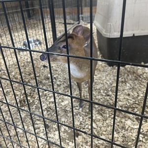 Mar. 2024- Reeves’s muntjac
