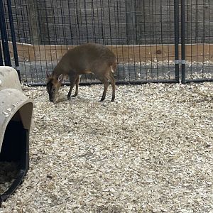 Mar. 2024- Reeves’s muntjac