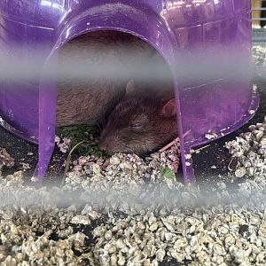 Mar. 2024- Brown rats