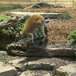 Mar. 2024- Red kangaroo
