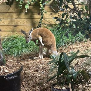 Mar. 2024- Red kangaroo