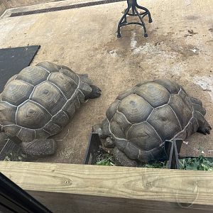 Mar. 2024- Aldabra giant tortoises