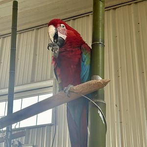 Mar. 2024- Green-winged macaw