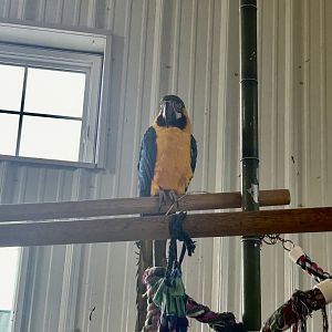 Mar. 2024- Blue-and-yellow macaw