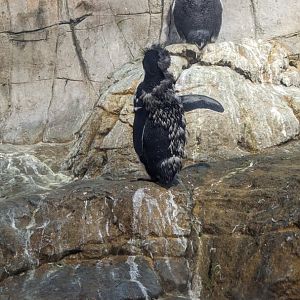 Gentoo Penguin (April 7 2024)