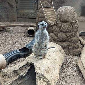 Meerkat (April 7, 2024)