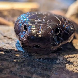 Zebra spitting cobra (April 7, 2024)