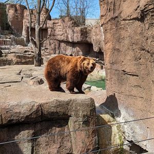Kiak the brown bear (April 7, 2024)