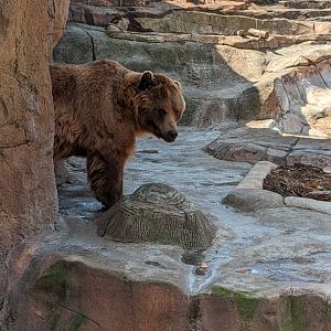 Mi-kal the brown bear (April 7, 2024)