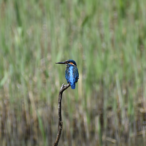 Common Kingfisher ~ Kasai Rinkai Bird Sanctuary