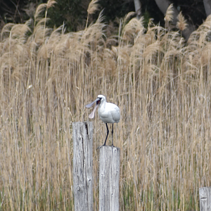 Black Faced Spoonbill ~ Kasai Rinkai Bird Sanctuary