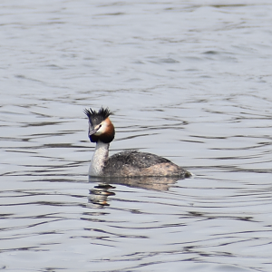 Great Crested Grebe ~ Kasai Rinkai Bird Sanctuary