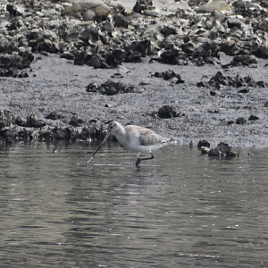 Bar Tailed Godwit ~ Kasai Rinkai Bird Sanctuary