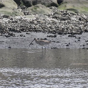 Far Eastern Curlew ~ Kasai Rinkai Bird Sanctuary