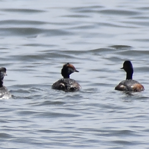 Horned Grebe ~ Kasai Rinkai Bird Sanctuary