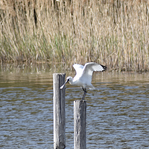 Black Faced Spoonbill ~ Kasai Rinkai Bird Sanctuary