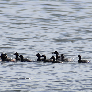 Black Necked Grebe & Horned Grebe ~ Kasai Rinkai Bird Sanctuary