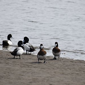 Greater Scaup ~ Kasai Rinkai Bird Sanctuary