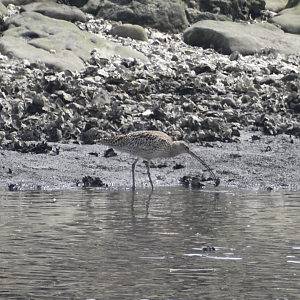 Far Eastern Curlew ~ Kasai Rinkai Bird Sanctuary