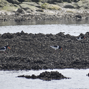 Eurasian Oystercatcher ~ Kasai Rinkai Bird Sanctuary
