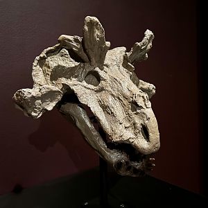 Estemmenosuchus mirabilis (skull)