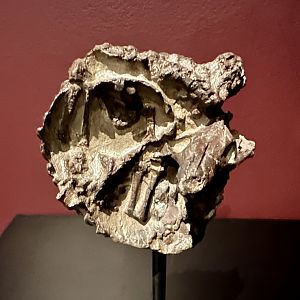 Thrinaxodon liorhinus (fossil)