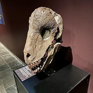 Ulemosaurus svijagensis (skull)