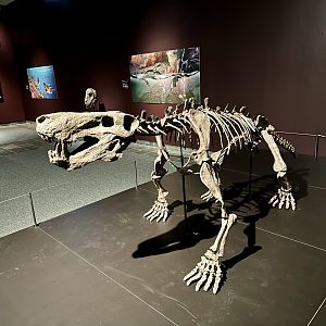 Inostrancevia alexandri (skeleton)