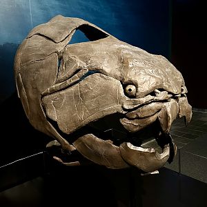 Dunkleosteus terrelli (skull)