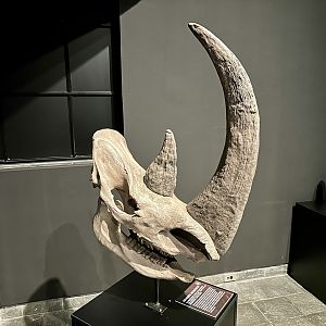 Coelodonta antiquitatis (skull)