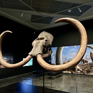 Mammuthus columbi (skull)