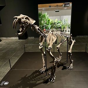 Smilodon populator (skeleton)
