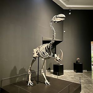 Dromornis stirtoni (skeleton)