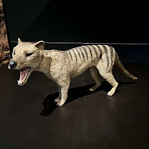 Thylacinus cynocephalus