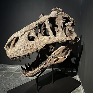 Tyrannosaurs rex (skull)