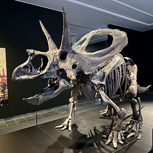 Torosaurus latus (skeleton)
