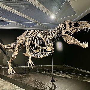 Tyrannosaurs rex (skeleton)