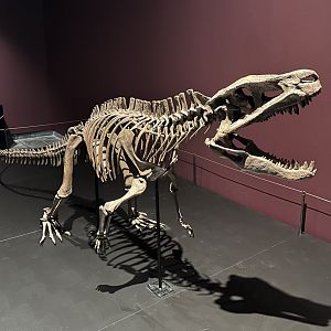 Postosuchus kirkpatricki (skeleton)