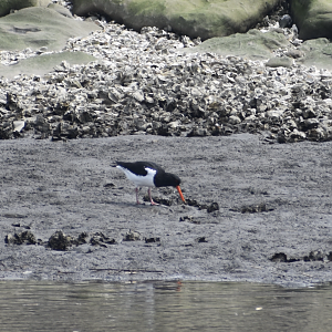 Eurasian Oystercatcher ~ Kasai Rinkai Bird Sanctuary