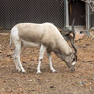 Addax
