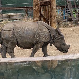 Greater One-horned Rhinoceros