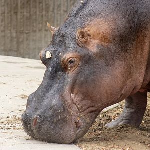 Hippopotamus