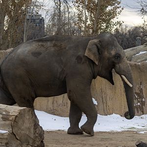Asian Elephant