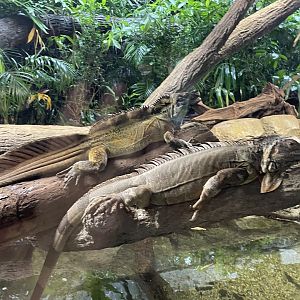 Reptopia - Water Sailfin Lizard & Green Iguana